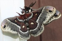 moths mating again