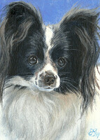146 - Papillon