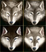 Wolves & Huskies - 4 Faces