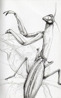 Praying Mantis