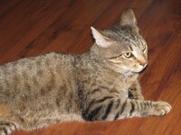 Cleo 3