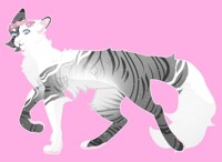 [adopt] piebald cat [closed]