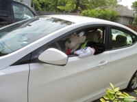 Big Bad Wolf is behind the wheel!