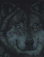 Wolf in pencil