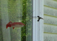 Ruby-throated Hummingbird #2