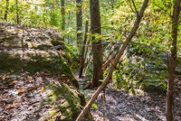 Mantle Rock Trail (Burna, KY)