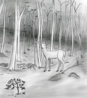 Deer in a forest