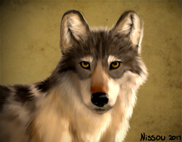 speed paint: wolf by Maddworld -- Fur Affinity [dot] net