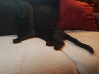 Bagheera