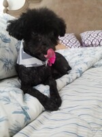 Yipyap after haircut