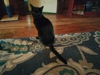 Bagheera