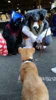 puppy