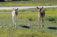 At the Fossil Rim Wildlife Park today