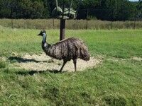 Emu