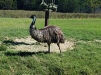Emu