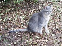 Savannah