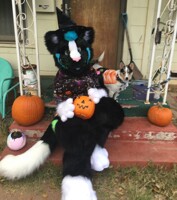 Witches Kitty