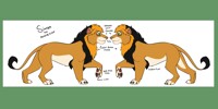 Simba The Asiatic Lion ~