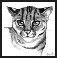 Felix