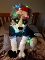 christmas fox