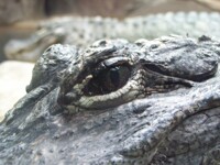 Gator eye