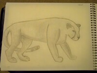 Leopard sketch