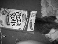 Pizza Roll Cat