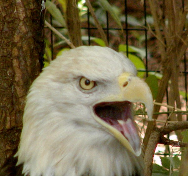 Bald Eagle  Saint Louis Zoo