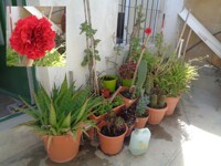 Mantaining the plants alive