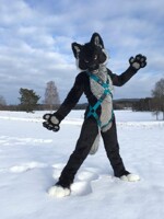 Winter Wonderland Wuff
