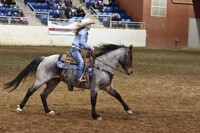 Quarter Horse with spots.