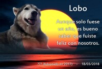 Rest in peace dummy but loyal doggo