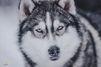 Armageddon Destroyer