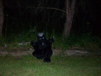 Crouching Wolf, Paws Up. 