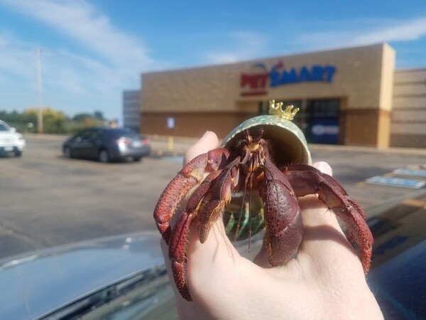 Petsmart hermit deals crabs