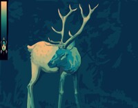 deer
