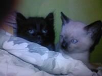 brothers