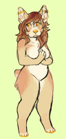 Sun-kissed Corgi