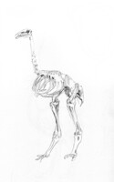 Elephant Bird Sketc 02