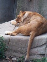 Disturbing her nap..