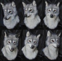 Lobo