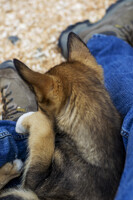 Lap Dog