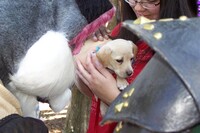 Lil Puppy!