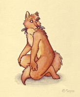Coyote