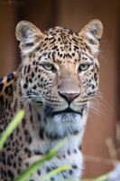 Chinese leopard portrait