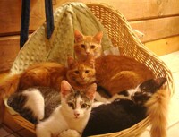 my kitties