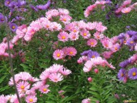 Hutchinson Flowers # 4