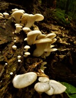 Pleurotus pulmonarius