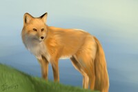 Painting Practice - Fox