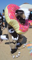 Beach Bonfire Fur Meet 2018- Donut Doggo